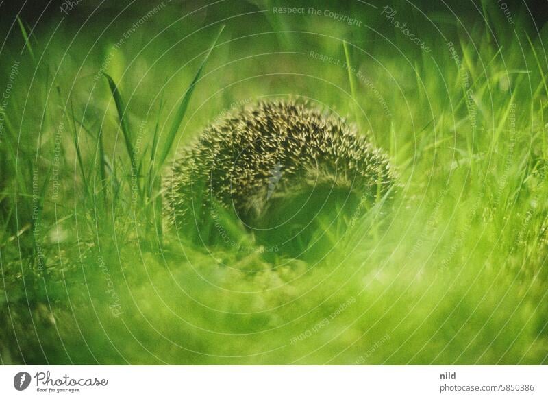 Sleeping hedgehog in the forest - Rund um München - Tierisch Hedgehog Animal Thorny Nature Wild animal Exterior shot Cute Close-up Forest Grass animal world