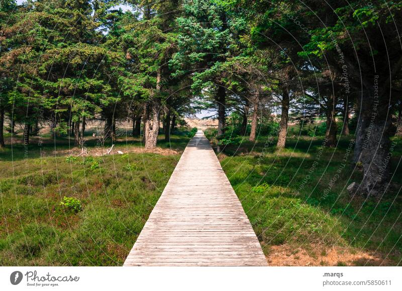 straight ahead boardwalk Environment Landscape Nature Climate Idyll Relaxation Woodway Amrum Target Lanes & trails walkway Nature reserve Season North Sea coast