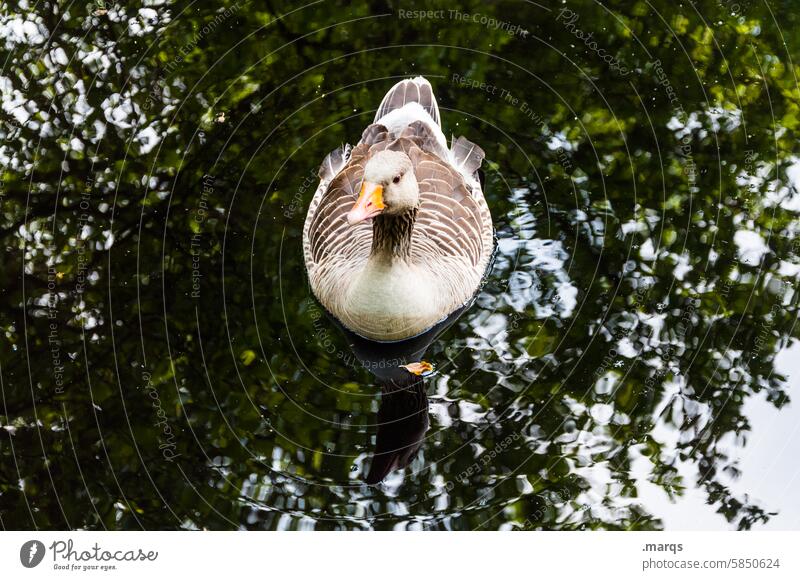 Floating goose field goose Goose Swimming & Bathing Lake Pond Reflection Water Bird Nature Float in the water