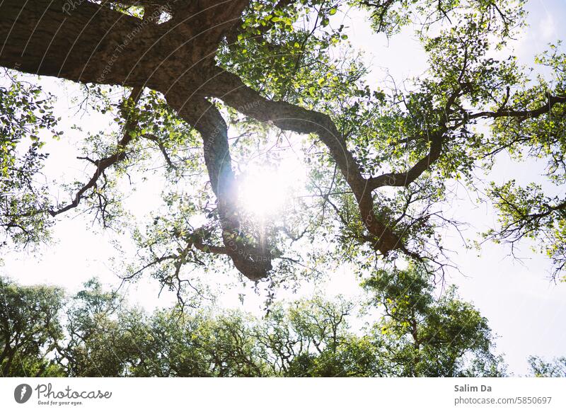 Sun rays through tree branches captured from below Sunlight Sunrise Sunbeam sunny sunshine sunny day Ray Light Light (Natural Phenomenon) Lighting lights