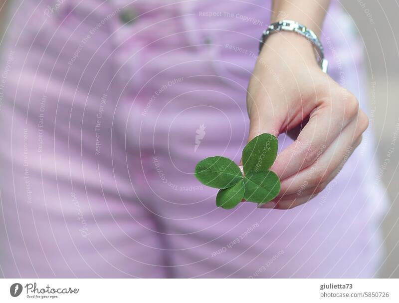 My very last favorite topic | In search of happiness... Good luck charm Cloverleaf Four-leafed clover Happy fortunate Four-leaved four-leaf clover Close-up