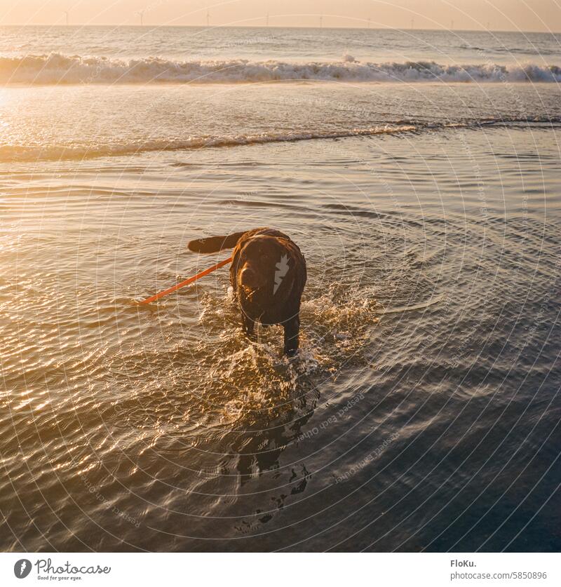 Brown Labrador bathing in the sea Dog North Sea Ocean coast bathe Beach Pet Water Animal Nature Exterior shot Joy Sand Colour photo Vacation & Travel Summer