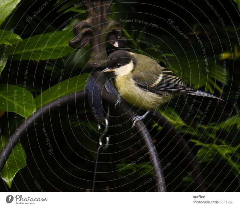 Baby birds: Young great tit sitting on a metal pole Tit mouse Young bird feeding Bird Wild animal Garden Hedge Animal portrait Exterior shot Colour photo Beak