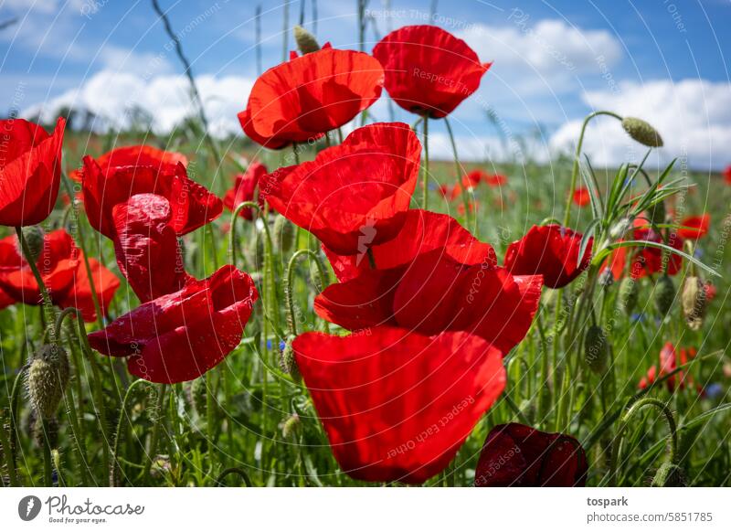 poppy blossoms Poppy Poppy blossom Corn poppy Exterior shot Blossom Nature Flower Red Plant Poppy field Deserted Summer Field Colour photo Meadow Spring