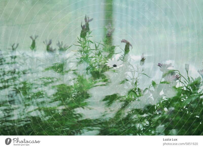 View of an old cemetery nursery Pane Glass reflection vernally Plant Flower Nature Blossoming Market garden Greenhouse do gardening Garden Light shop window