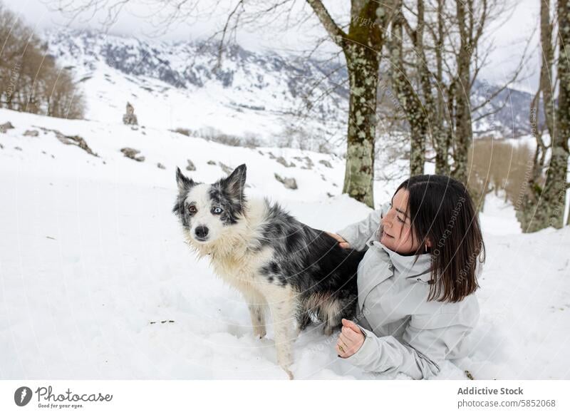 Woman with Blue Merle Border Collie in snowy landscape woman dog border collie blue merle winter coat pet mountain tree cold nature outdoor companion friendship