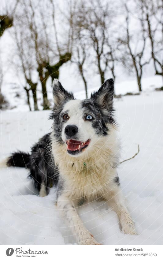 Joyful Blue Merle Border Collie in Snowy Landscape dog border collie blue merle snow winter pet animal eyes heterochromia playful joy outdoor nature cold breed