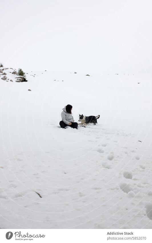 Woman and Border Collie Blue Merle Playing in Snowy Landscape woman snow winter playful interaction sitting dog pet outdoor landscape serene cold white fun