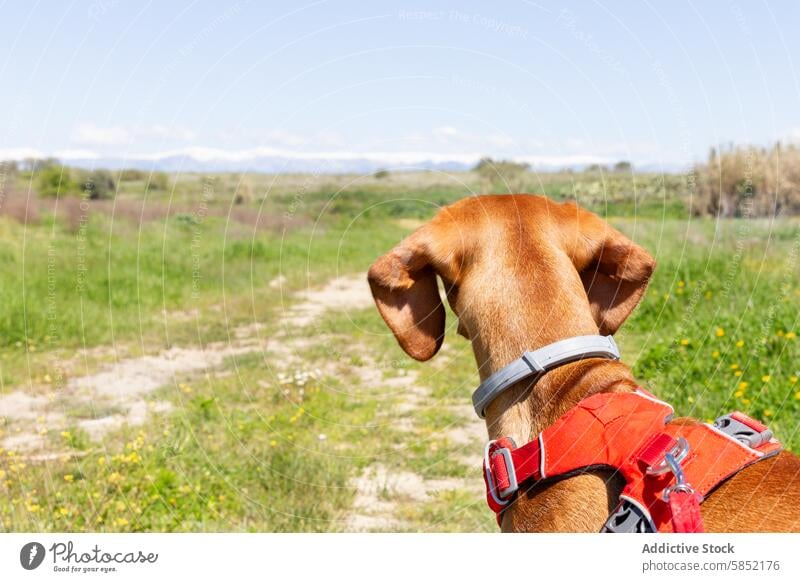 Vizsla Dog Contemplating Scenic Nature Trail vizsla dog nature trail greenery mountains blue sky harness outdoors pet adventure scenic landscape exploration