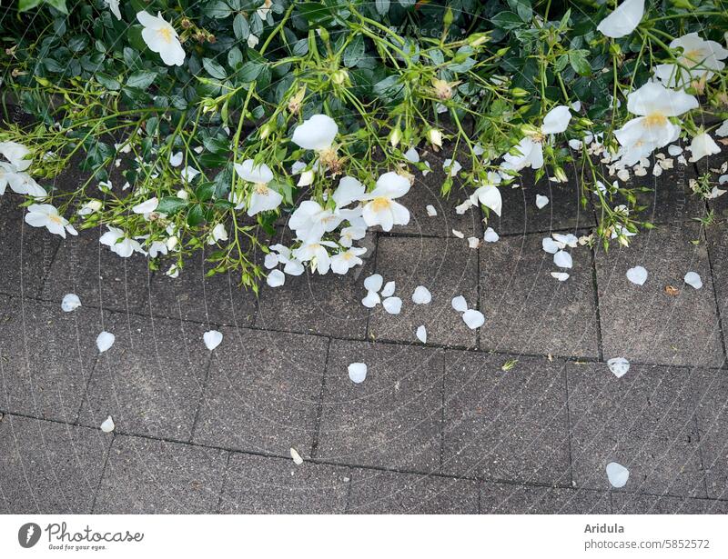 White wild roses | Rose petals on the sidewalk pink rose bush Summer Blossom Fragrance scented rose rose hedge Rose blossom Romance Blossoming off stones Gray