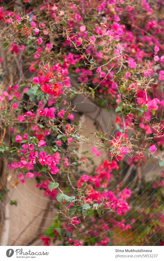 pink Bougainvillea flowers on wall of building in full bloom in mediterranean resort magenta flora blossom nature plant spring beautiful floral green beauty