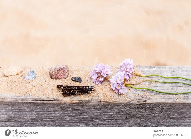 It's served Detail Flotsam and jetsam Stone Wood Flower Still Life affectionately Decoration Sand Collection Discovery Super Still Life