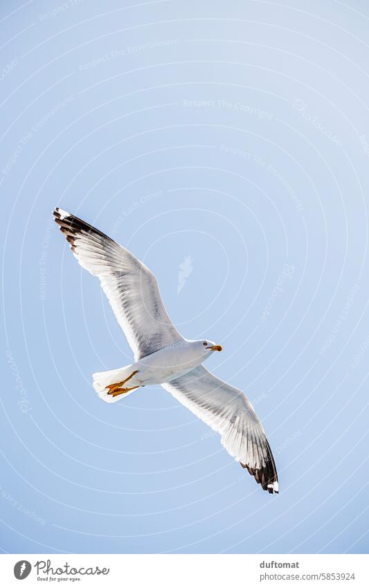 white seagull flies in the blue sky Bird flight Flying Sky Grand piano Seagull Feather Freedom Animal White Beak Blue Vacation & Travel Ocean Nature coast