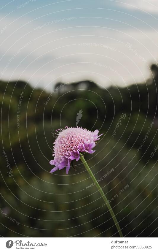 Purple flower in a Mediterranean landscape purple Nature naturally Blossom Flower Violet Plant Blossoming Close-up Shallow depth of field pretty Detail Garden