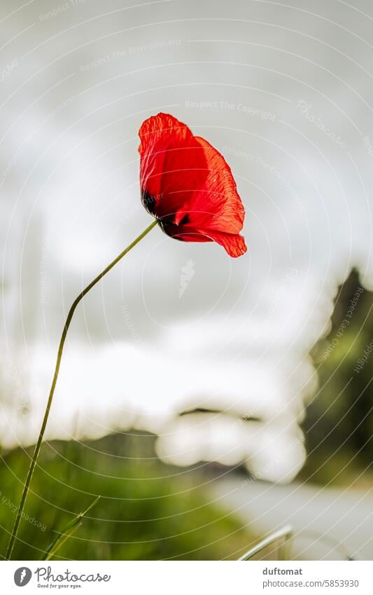 Poppy flower by the wayside poppy flower Poppy blossom Red Flower Plant Summer Nature Blossom Exterior shot Meadow Field Poppy field Wild plant Landscape