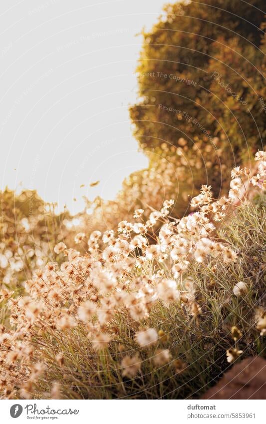 Flower meadow against the light in a Mediterranean landscape Landscape Back-light Backlight shot Sunlight Exterior shot flowers Meadow Summer Plant Blossoming