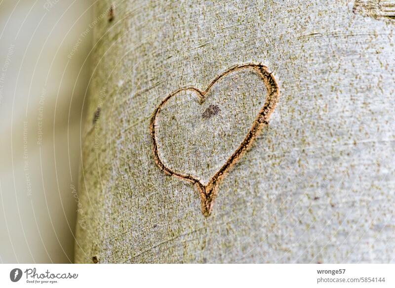 Being permanently in love Heart Infatuation In love Love Emotions Romance Display of affection Symbols and metaphors Declaration of love Heart-shaped Forest