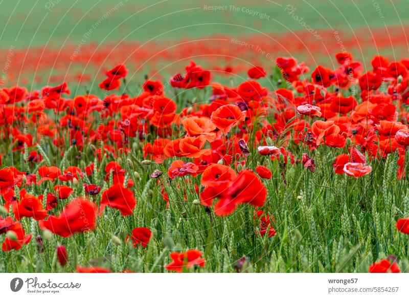 Poppies in bloom in the wheat field poppy blossoms poppy flower red poppy Grain field Cornfield Poppy Summer Poppy blossom Corn poppy Plant Exterior shot Field