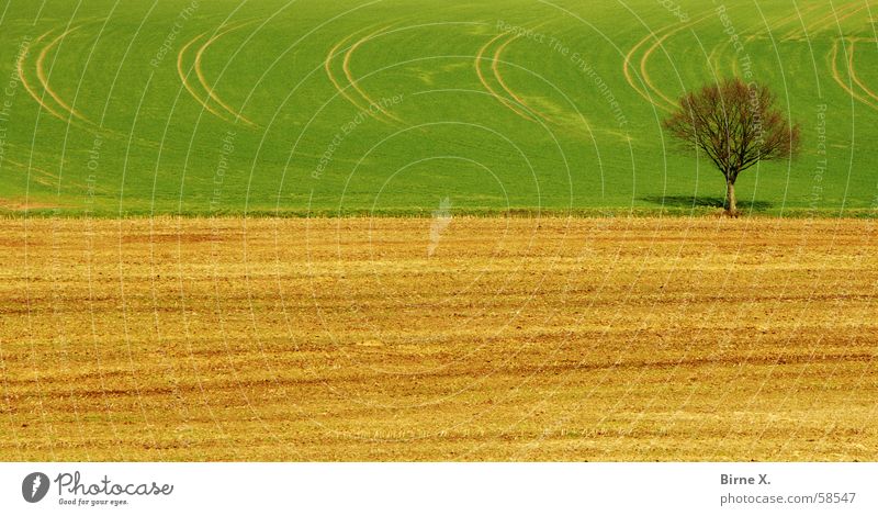 My favorite tree Tree Field Spring April Footpath Wheat Green Loneliness Branch Twig Maize Nature