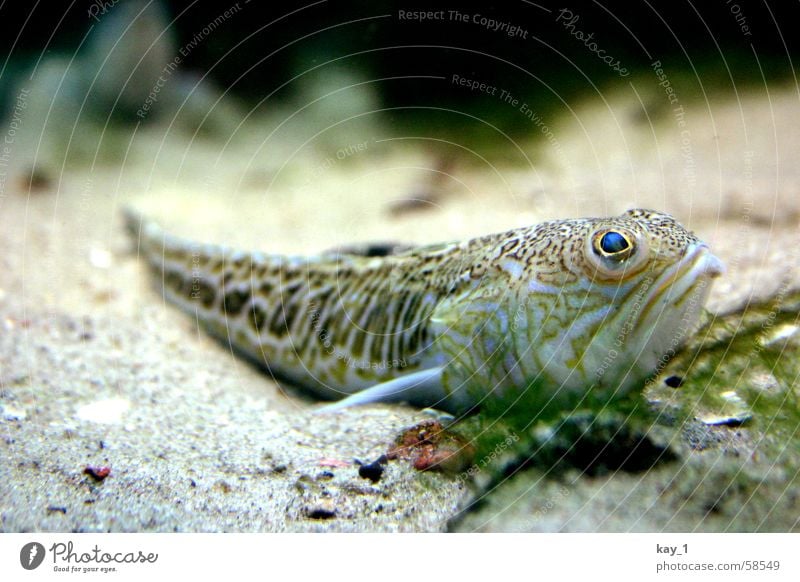 fish-siesta Aquarium Ocean Fish Underwater photo underwater