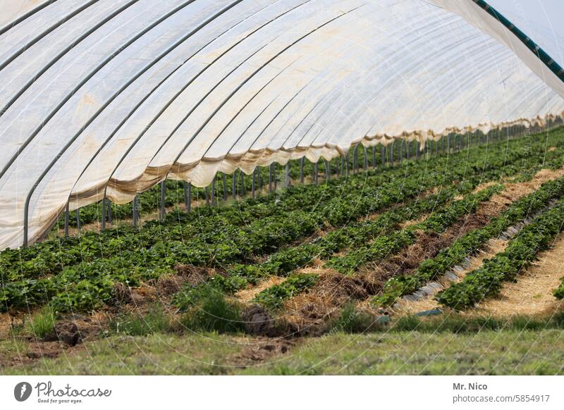 strawberry tunnel Greenhouse foil tunnel Growth Plant Market garden Agriculture Strawberry Nutrition Fresh Quality Plastic-wrapped bed Agricultural product