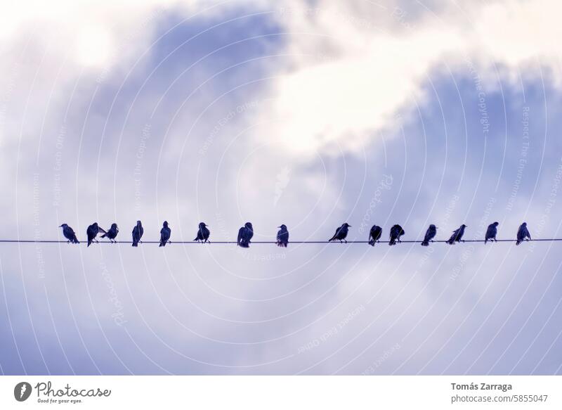 Starling perched on a cable under the blue sky starling bird nature animal silhouete beak feather wildlife clouds