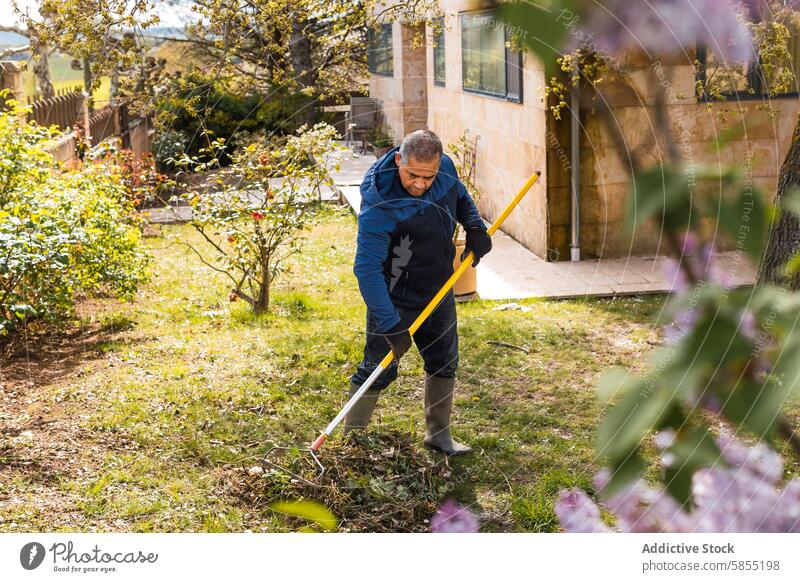 Man raking leaves in sunny backyard garden man rake spring outdoor maintenance work casual attire middle-aged lush activity domestic setting foliage nature