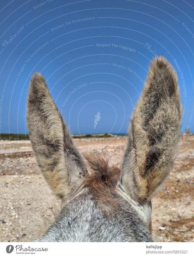 tears for ears Animal Donkey Horizontal Farm animal Animal portrait Nature Exterior shot Cute Pelt Colour photo Pet Brown Deserted Love of animals Observe