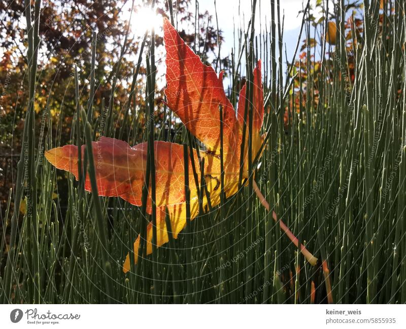 A red maple leaf is stuck between green blades of grass against the light Maple leaf Red brooding Back-light foliage Autumn Meadow Autumn leaves Leaf Autumnal