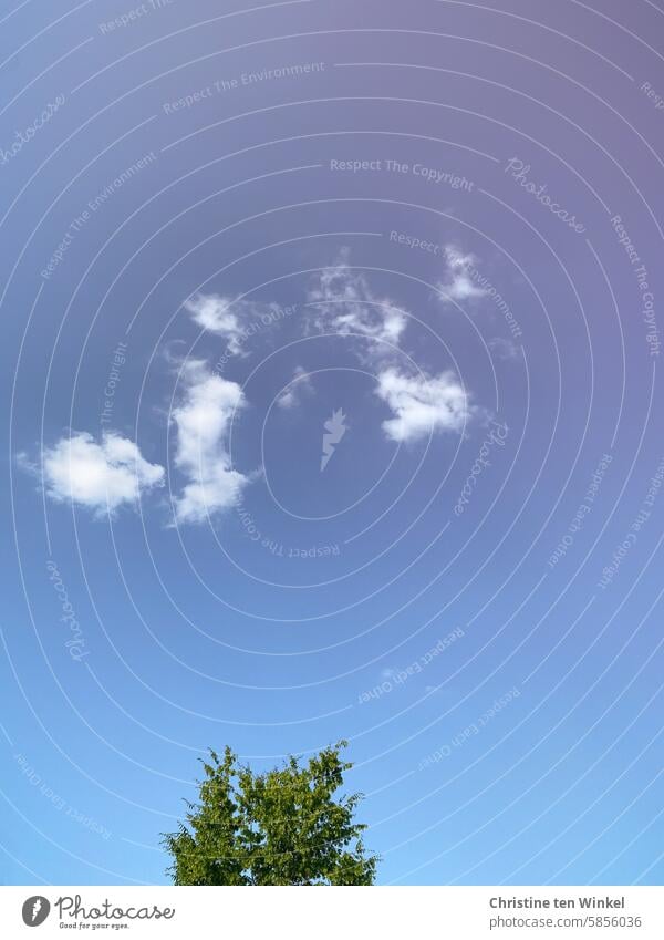 Tree - Sky - Clouds Blue sky Beautiful weather Treetop Weather small clouds Summer sky idyllically fair weather clouds naturally light blue Air Freedom Summery