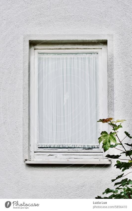 Green branches in front of the window Window Curtain White twigs Branches and twigs leaves Delicate Old Change Charming allure Drape Homey daintily