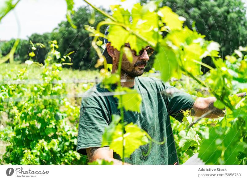 Vineyard worker tending to grapevines in sunlight man vineyard green leaves agriculture winery traditional cultivation labor care manual skill nature plant farm