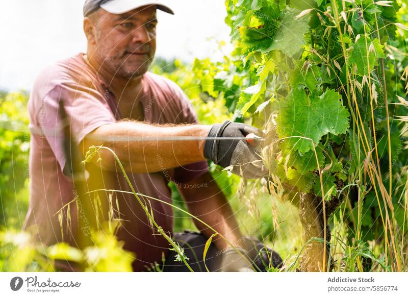 Vineyard worker tending to grapevines in sunny field vineyard winery sunlight foliage agriculture viticulture manual labor nature outdoor rural farm farming