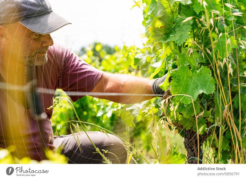 Vineyard worker tending grapevines in sunlight vineyard winery agriculture viticulture winemaking nature traditional man cultivation farming hands-on rural