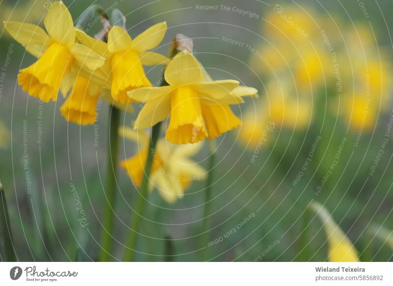 Yellow jonquils or daffodils in the foreground and blurred in the background. green colorful bright nature beautiful natural outdoor spring closeup beauty