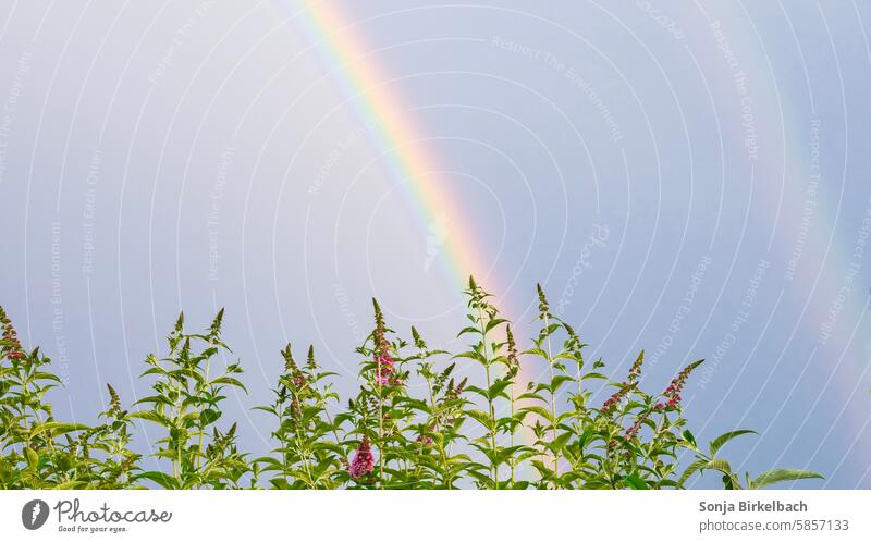 Rainbows over the garden Garden Plant Buddleija Buddleja Sky Nature Summer Colour photo Blossom Exterior shot Deserted Day Copy Space top Butterfly bush