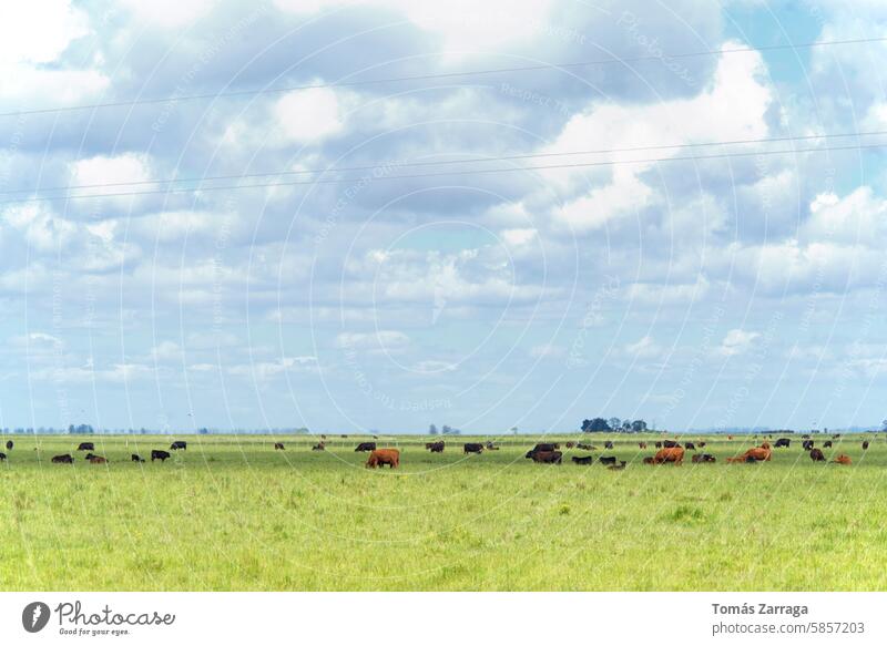 Cows grazing on the pasture field cows cattle animals mammals nature sky blue clouds green horizon herb trees livestock landscape