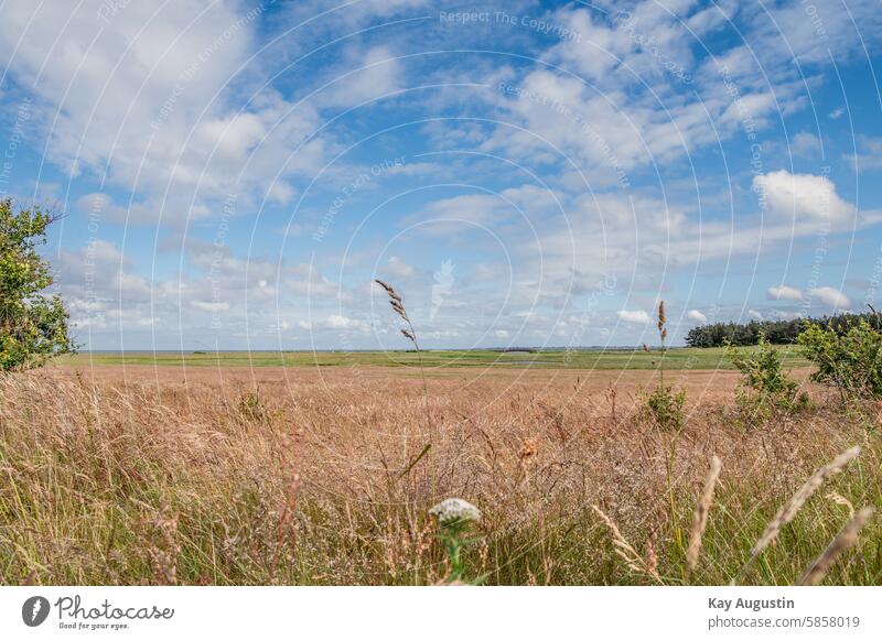 farsightedness Mud flats Sylt Salt grass meadows Munkmarsch Bridge of Lies North Sea Islands Sylt island North Sea coast Nature reserve Sylt landscape