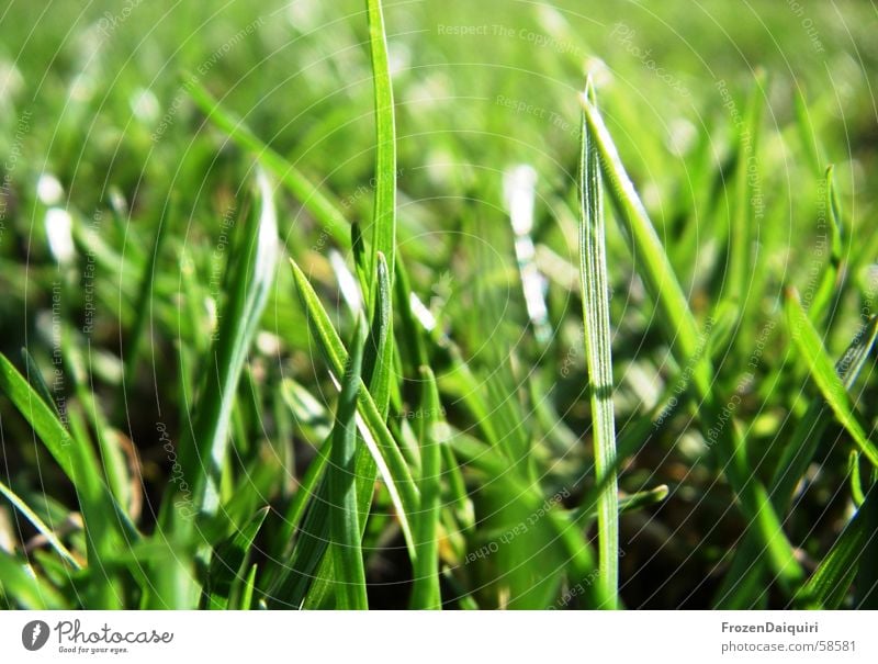 grass green Blade of grass Meadow Spring Fresh Green Happiness Beautiful Grass Yellow Dark Lawn Bright Sun Contrast