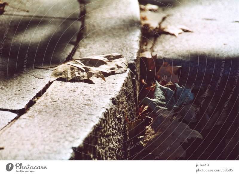 autumn Autumn Seasons Leaf Limp Curbside Light Corner pavement Shadow Floor covering Stone Partially visible Perspective Exterior shot