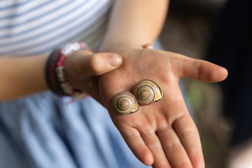 Child holding two snail shells in her hand - close-up Girl snails Snail shell Hand hands stop Children`s hand children's hands Palms Dress Blue out Joy