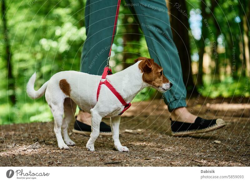 Woman Walking Dog in Park dog walker pet sitter canine animal walking park woman together owner leash terrier female summer green sunny day outdoors happy