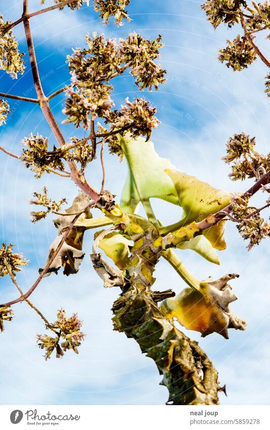 Plant unknown to me as an abstract, thorny sculpture - crisply flashed in front of a blue sky Tree thorns Thorny Aesthetics Flash photo Rocking Modern Sculpture