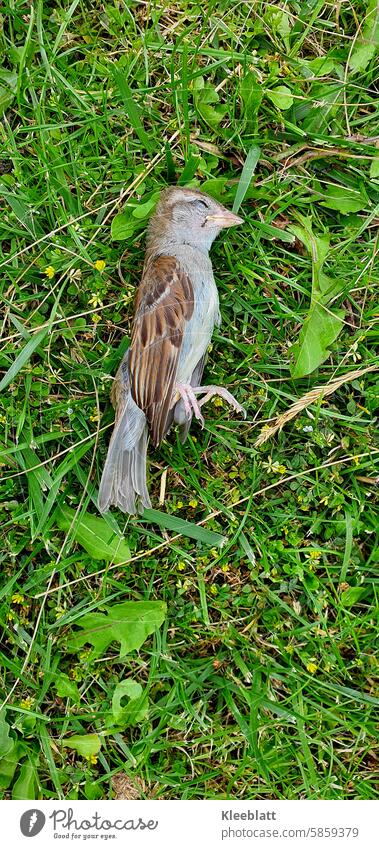 Top view of a dead sparrow in the grass - Who or what was that? plan Death Bird Sparrow Grass reclining side view Copy Space Who or what? Exterior shot