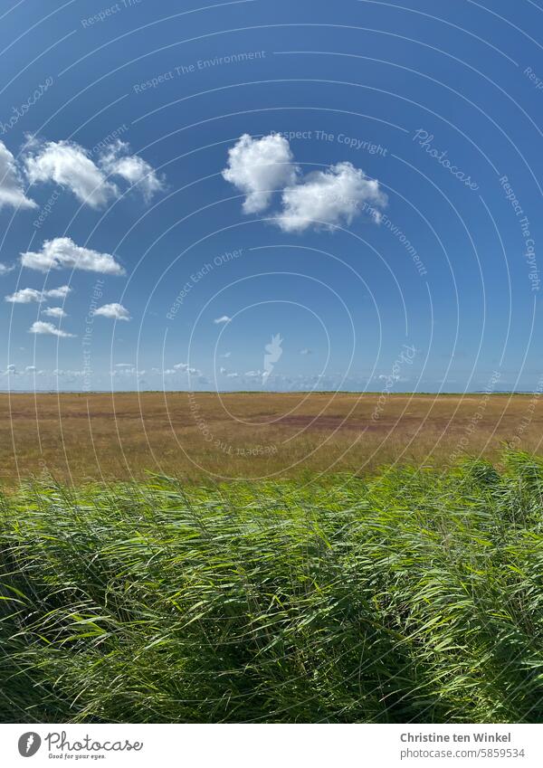 Summer in the country Landscape Nature grasses Meadow Sky Clouds Blue sky fair weather clouds Beautiful weather Grass Field idyllically rural surrounding Calm