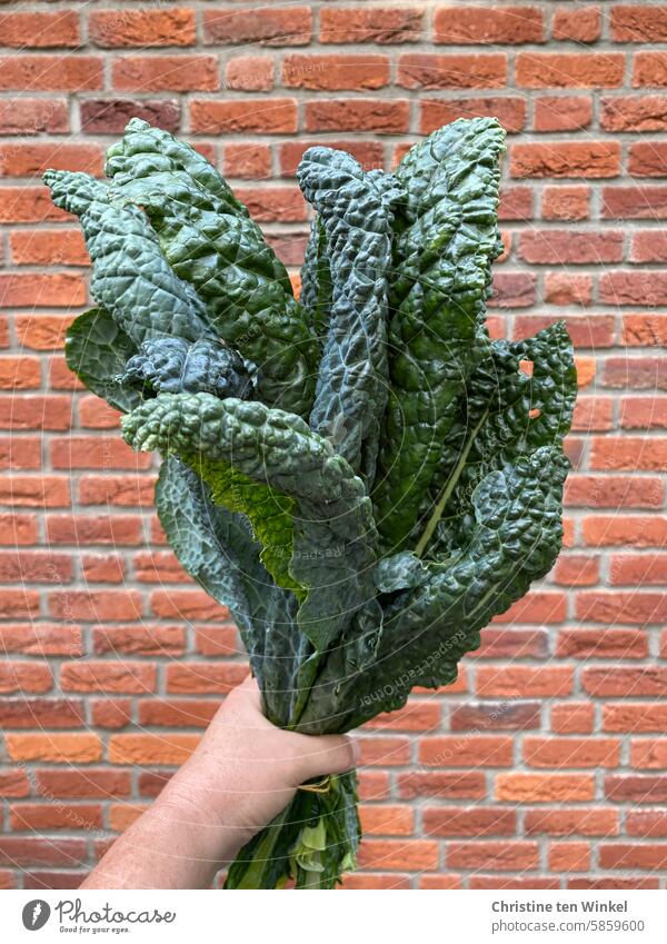 Palm kale / black cabbage Black Cabbage Vegetable Brassica oleracea var. palmifolia Summer cabbage Brassica Oleracea Fresh Nutrition Green salubriously