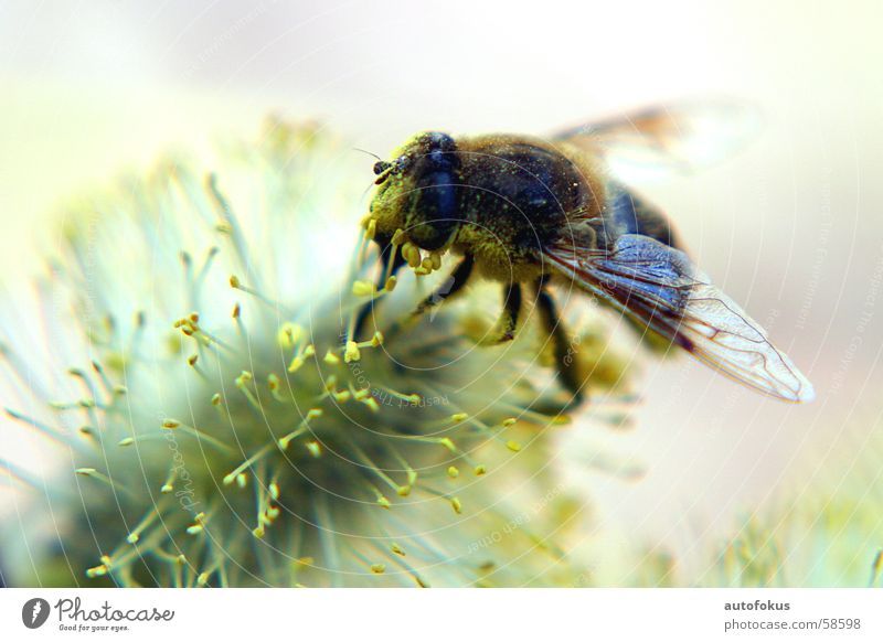 Honey bee close up Bee Pollen Macro (Extreme close-up)