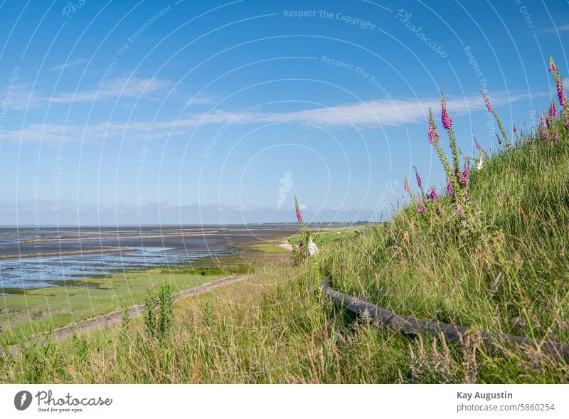 On the Wadden Sea Thimble Flowering foxglove Mud flats on the Wadden Sea morsumkliff outlook Wadden Sea National Park Landscape North Sea coast Nature reserve