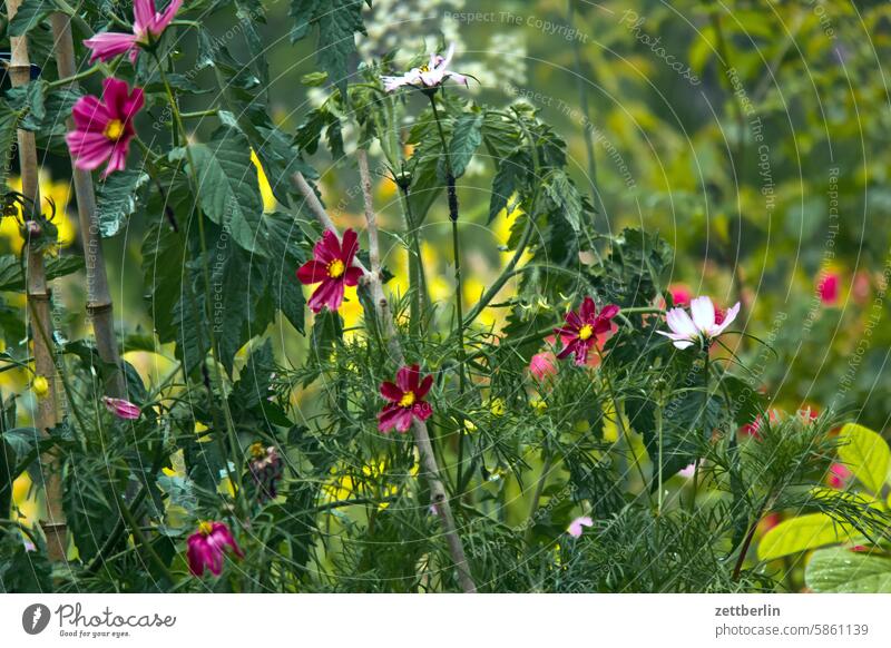 Different flowers in the garden Dark Twilight Relaxation holidays Garden Hedge allotment Garden allotments Deserted neighbourhood Nature Plant tranquillity