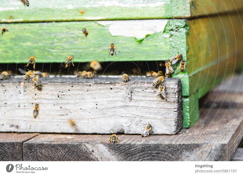 Bees leave the hive Honey Bee-keeper bees honeycomb Gold Yellow Hand Insect wooden frames Honeycomb Wax bee colony Beehive Bee-keeping Flying amass pollen